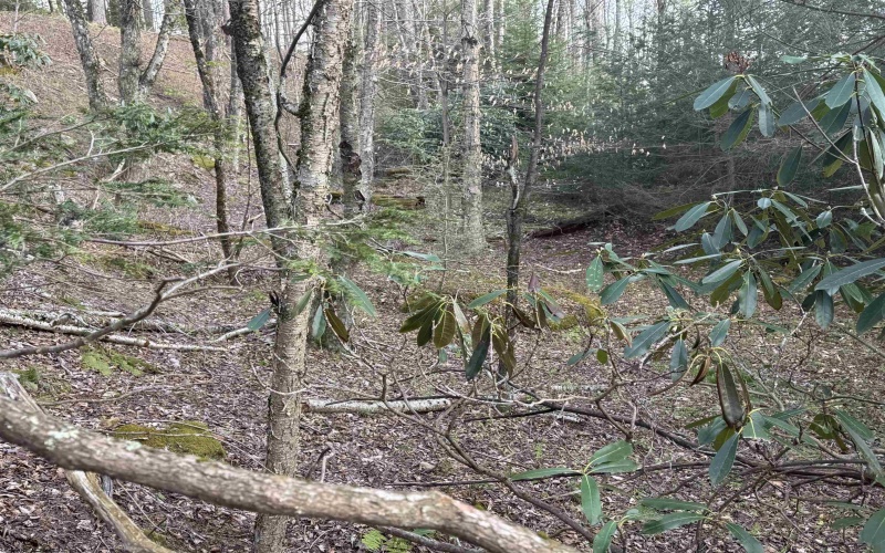 Lot 80 Gondola Court, Davis, West Virginia 26260-0000, ,Lots/land,For Sale,Gondola,10164470