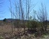 Lots 1 & 2 Grosbeak Drive, Terra Alta, West Virginia 26764, ,Lots/land,For Sale,Grosbeak,10164480