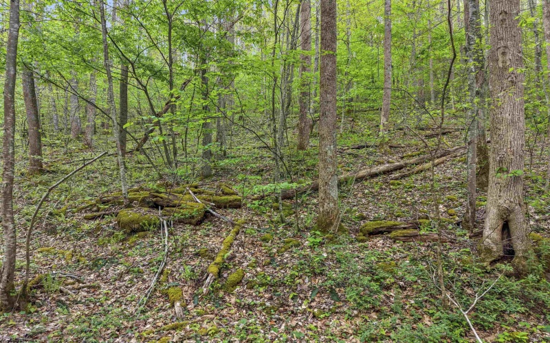 0 Flat Run Road, Ireland, West Virginia 26376, ,Lots/land,For Sale,Flat Run,10164475