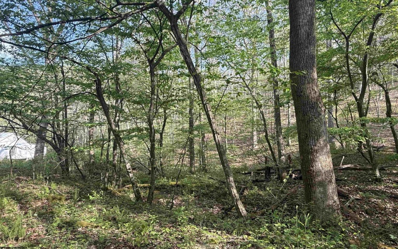 0 Flat Run Road, Ireland, West Virginia 26376, ,Lots/land,For Sale,Flat Run,10164475