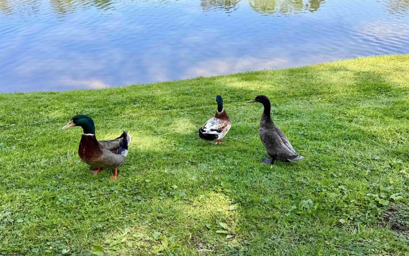 Lot 99 Crystal Lake, West Union, West Virginia 26456, ,Lots/land,For Sale,Crystal,10164497