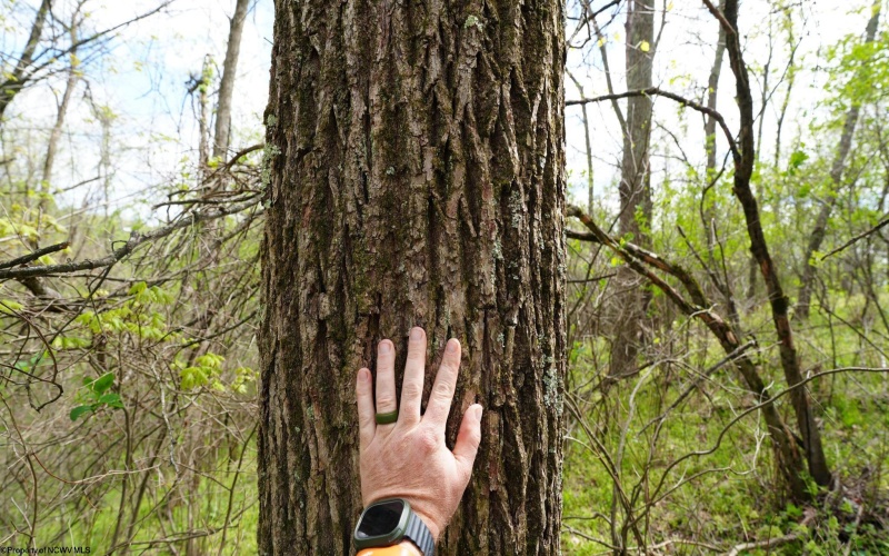 0 Poplar Springs Road, Cameron, West Virginia 26033, ,Lots/land,For Sale,Poplar Springs,10164519