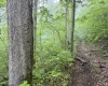 Lot 1 Shortline Highway, Porters Falls, West Virginia 26162, ,Lots/land,For Sale,Shortline,10164035