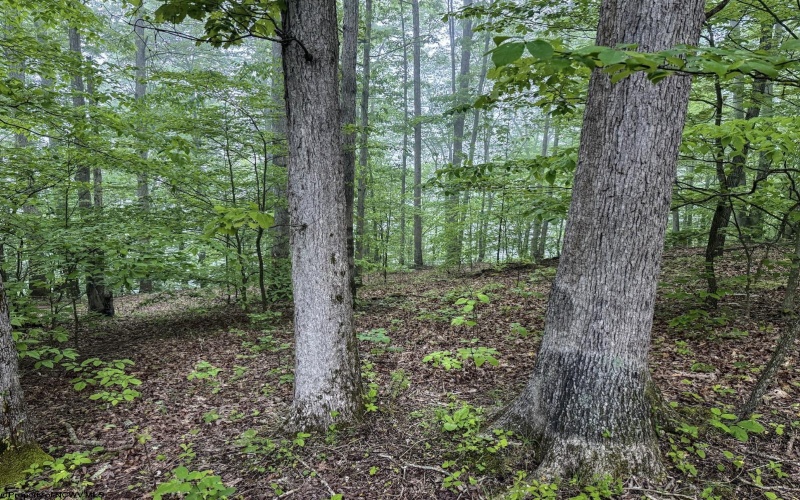 Lot 1 Shortline Highway, Porters Falls, West Virginia 26162, ,Lots/land,For Sale,Shortline,10164035