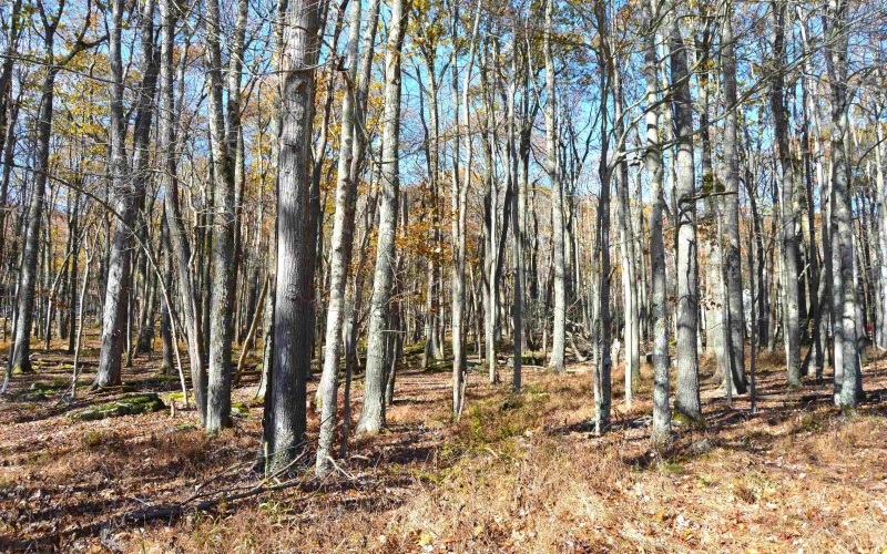 181 E Alpine Drive, Terra Alta, West Virginia 26764, ,Lots/land,For Sale,E Alpine,10164556