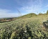 TBD Pike Street, Clarksburg, West Virginia 26301, ,Lots/land,For Sale,Pike,10164565