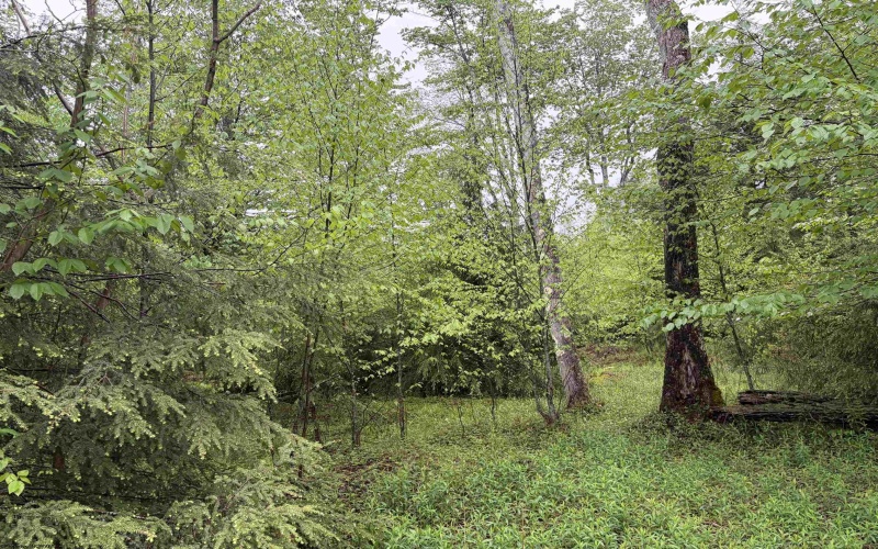 Lot 76 Bassilla Way, Davis, West Virginia 26260, ,Lots/land,For Sale,Bassilla,10164635