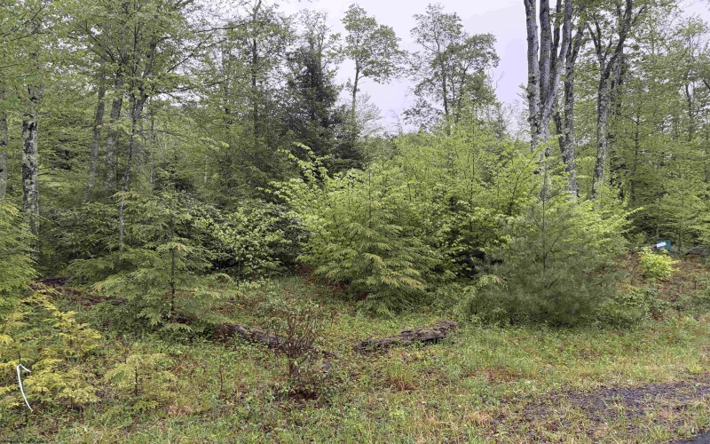 Lot 77 Bassilla Way, Davis, West Virginia 26260, ,Lots/land,For Sale,Bassilla,10164638