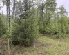Lot 77 Bassilla Way, Davis, West Virginia 26260, ,Lots/land,For Sale,Bassilla,10164638