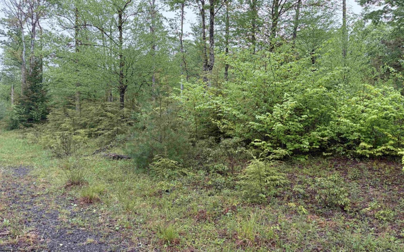 Lot 77 Bassilla Way, Davis, West Virginia 26260, ,Lots/land,For Sale,Bassilla,10164638