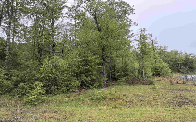 Lot 77 Bassilla Way, Davis, West Virginia 26260, ,Lots/land,For Sale,Bassilla,10164638