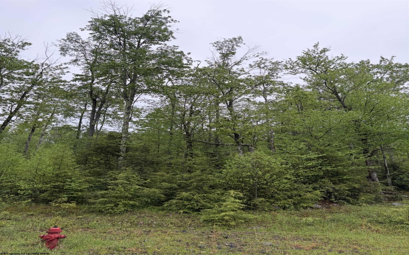 Lot 77 Bassilla Way, Davis, West Virginia 26260, ,Lots/land,For Sale,Bassilla,10164638