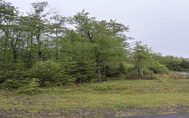 Lot 77 Bassilla Way, Davis, West Virginia 26260, ,Lots/land,For Sale,Bassilla,10164638