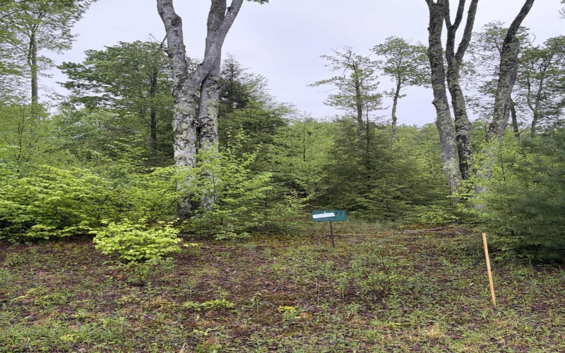 Lot 77 Bassilla Way, Davis, West Virginia 26260, ,Lots/land,For Sale,Bassilla,10164638