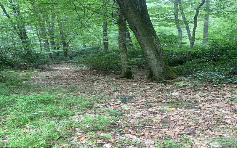 3311 Hanging Run Road, Belington, West Virginia 26250, ,Lots/land,For Sale,Hanging Run,10164652