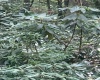 3311 Hanging Run Road, Belington, West Virginia 26250, ,Lots/land,For Sale,Hanging Run,10164652