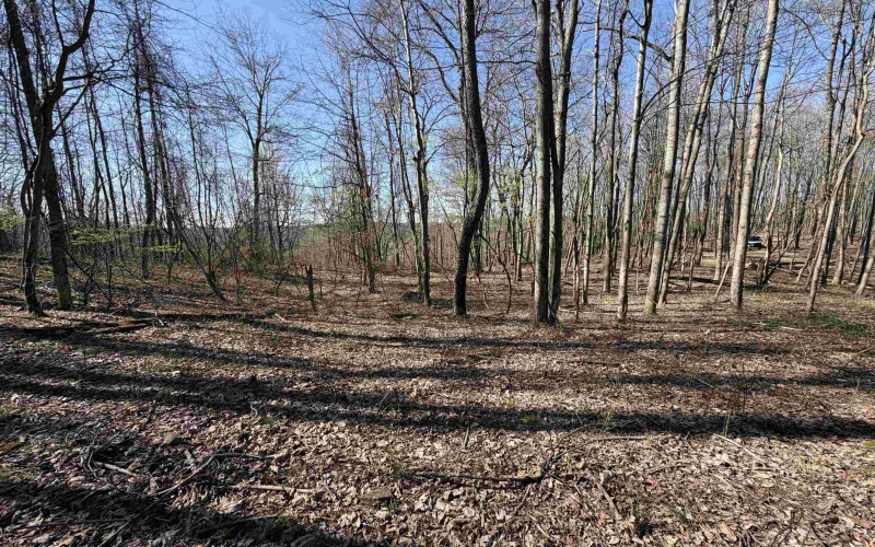 TBD Old Elkins Road, Buckhannon, West Virginia 26201, ,Lots/land,For Sale,Old Elkins,10164687