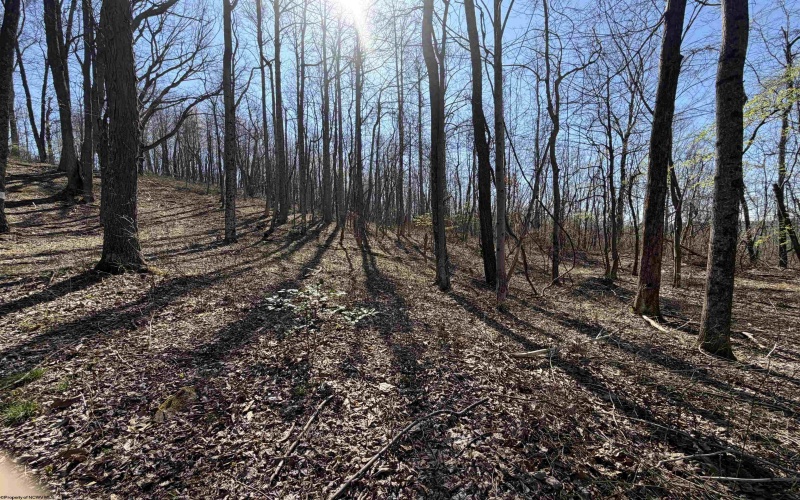 TBD Old Elkins Road, Buckhannon, West Virginia 26201, ,Lots/land,For Sale,Old Elkins,10164687