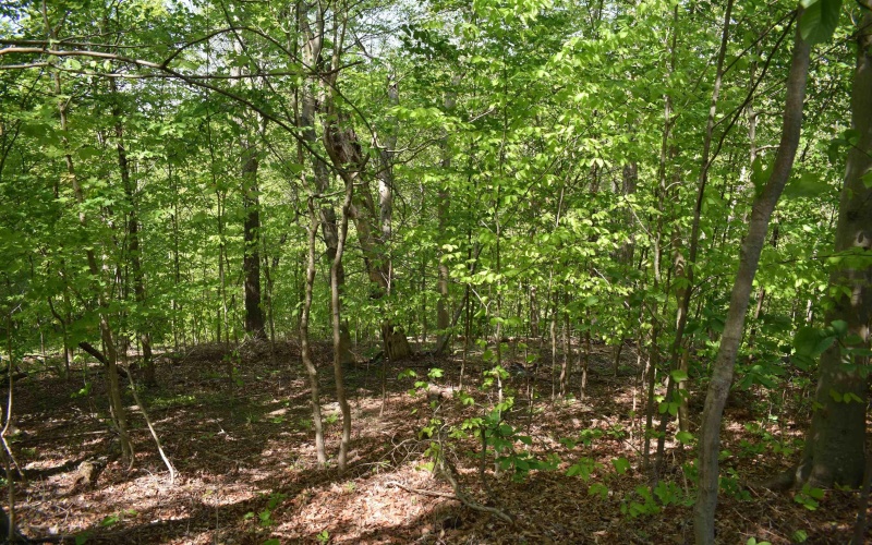 Lot 54 Sanctuary Cove, Morgantown, West Virginia 26508, ,Lots/land,For Sale,Sanctuary,10164689