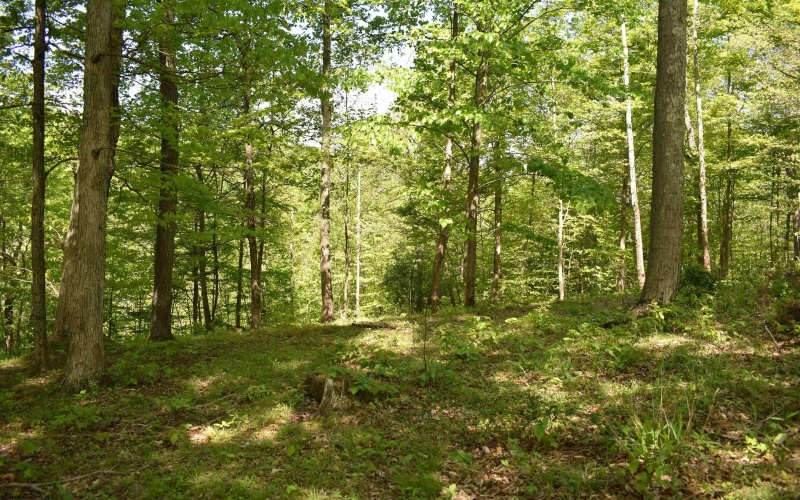 Lot 54 Sanctuary Cove, Morgantown, West Virginia 26508, ,Lots/land,For Sale,Sanctuary,10164689