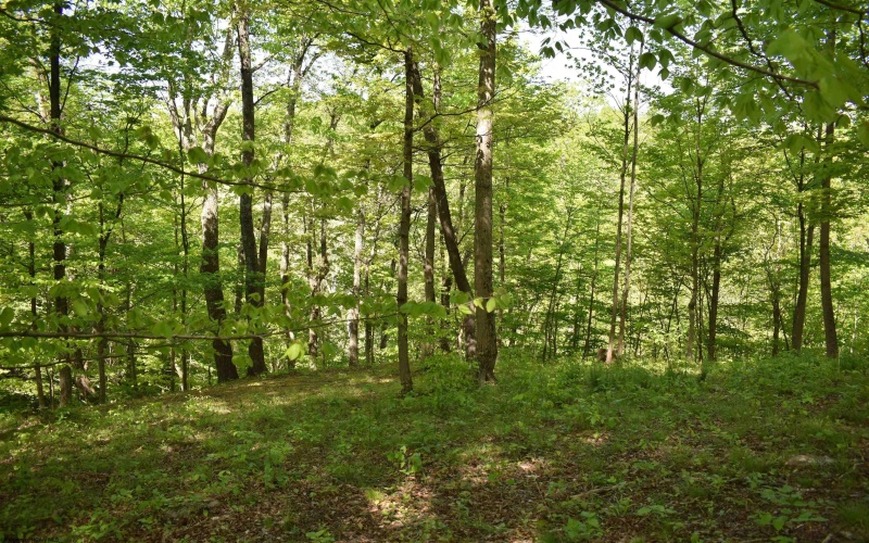 Lot 54 Sanctuary Cove, Morgantown, West Virginia 26508, ,Lots/land,For Sale,Sanctuary,10164689