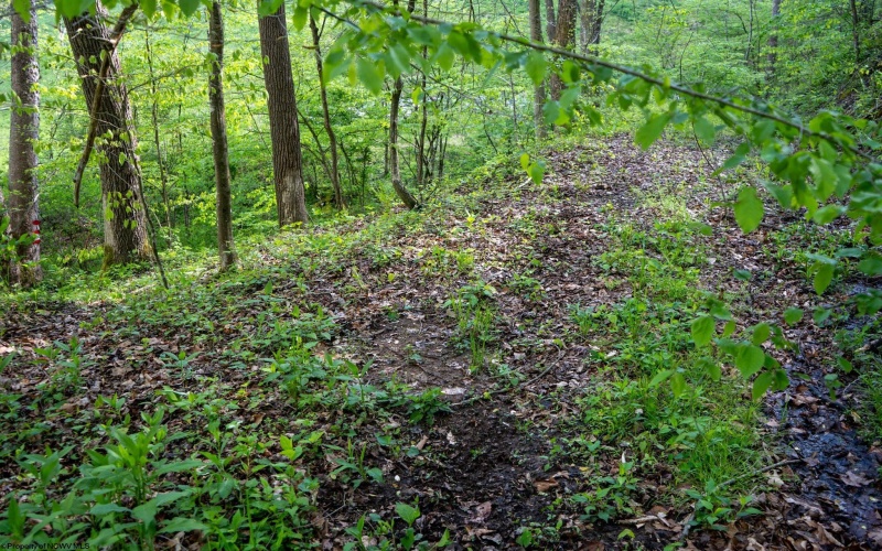 Lot 1 Manion Road, Folsom, West Virginia 26348, ,Lots/land,For Sale,Manion,10164721