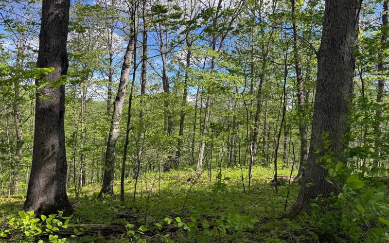 Lot 1 Manion Road, Folsom, West Virginia 26348, ,Lots/land,For Sale,Manion,10164721