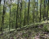 Lot 1 Manion Road, Folsom, West Virginia 26348, ,Lots/land,For Sale,Manion,10164721