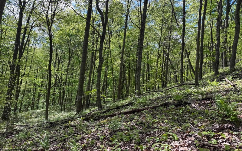 Lot 1 Manion Road, Folsom, West Virginia 26348, ,Lots/land,For Sale,Manion,10164721
