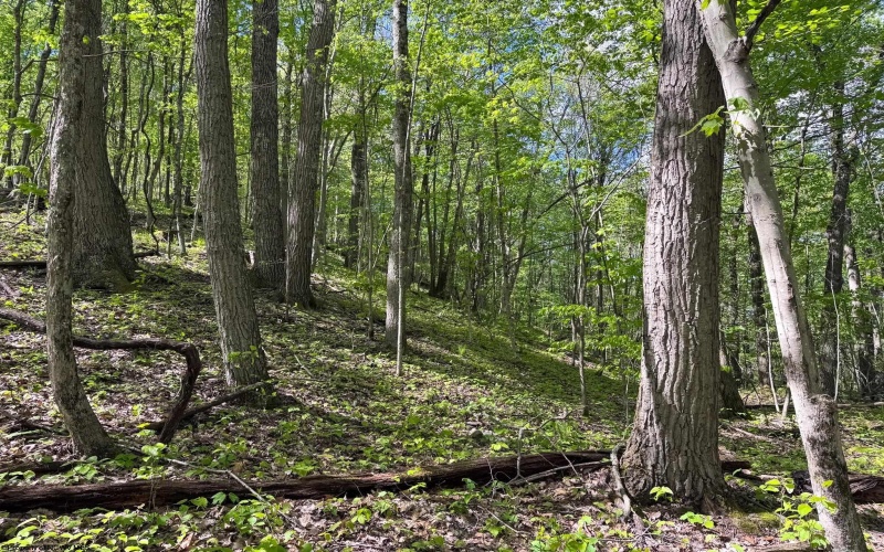 Lot 1 Manion Road, Folsom, West Virginia 26348, ,Lots/land,For Sale,Manion,10164721