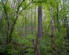 Lot 1 Manion Road, Folsom, West Virginia 26348, ,Lots/land,For Sale,Manion,10164721