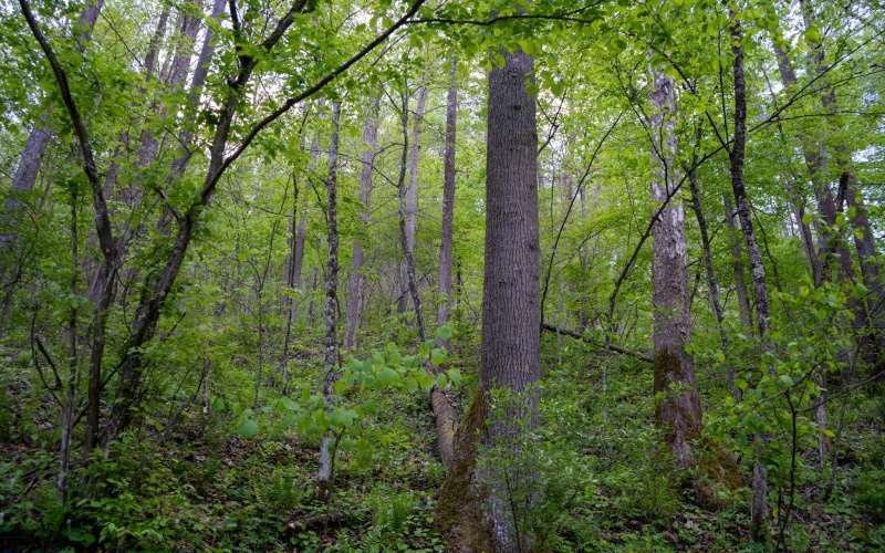 Lot 1 Manion Road, Folsom, West Virginia 26348, ,Lots/land,For Sale,Manion,10164721