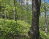 Lot 1 Manion Road, Folsom, West Virginia 26348, ,Lots/land,For Sale,Manion,10164721