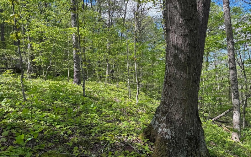 Lot 1 Manion Road, Folsom, West Virginia 26348, ,Lots/land,For Sale,Manion,10164721