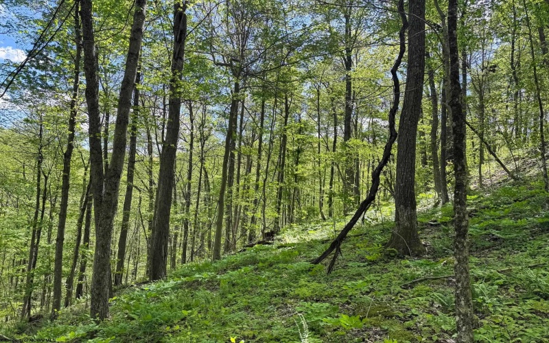 Lot 1 Manion Road, Folsom, West Virginia 26348, ,Lots/land,For Sale,Manion,10164721