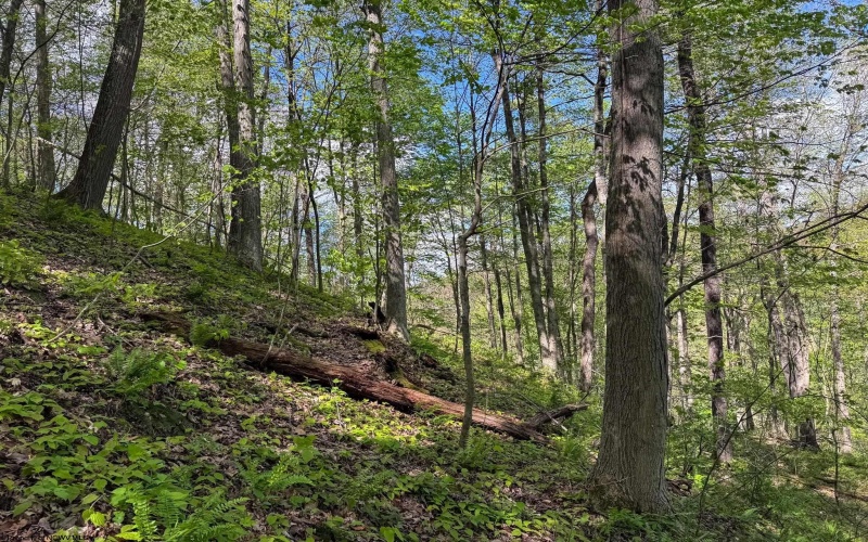 Lot 1 Manion Road, Folsom, West Virginia 26348, ,Lots/land,For Sale,Manion,10164721