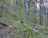 Lot 1 Manion Road, Folsom, West Virginia 26348, ,Lots/land,For Sale,Manion,10164721