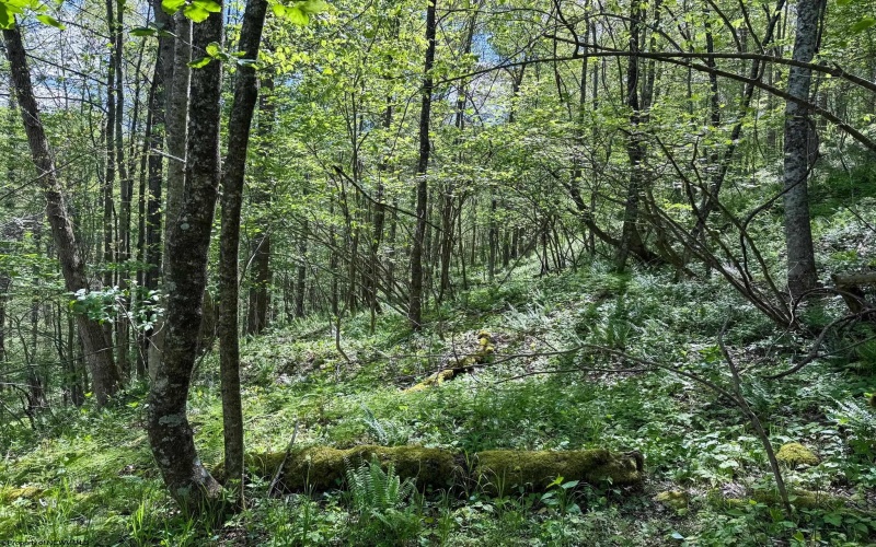 Lot 1 Manion Road, Folsom, West Virginia 26348, ,Lots/land,For Sale,Manion,10164721