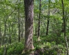 Lot 1 Manion Road, Folsom, West Virginia 26348, ,Lots/land,For Sale,Manion,10164721