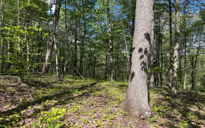 Lot 1 Manion Road, Folsom, West Virginia 26348, ,Lots/land,For Sale,Manion,10164721