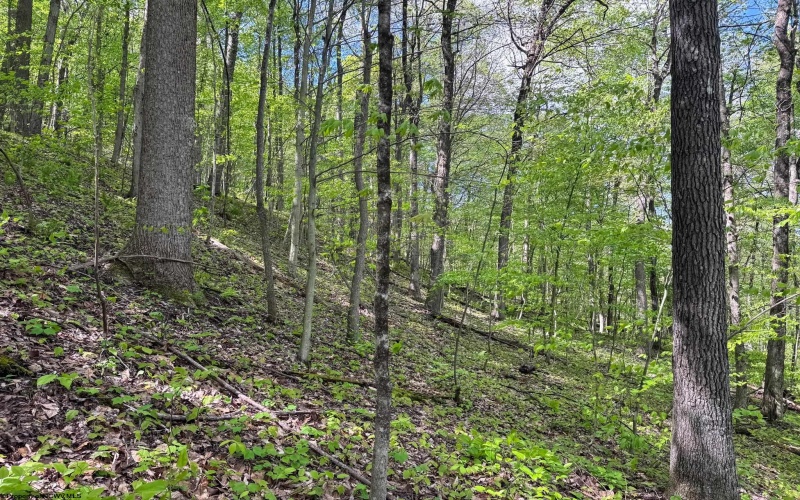 Lot 1 Manion Road, Folsom, West Virginia 26348, ,Lots/land,For Sale,Manion,10164721