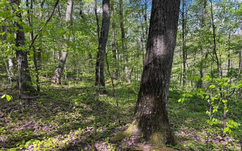 Lot 1 Manion Road, Folsom, West Virginia 26348, ,Lots/land,For Sale,Manion,10164721