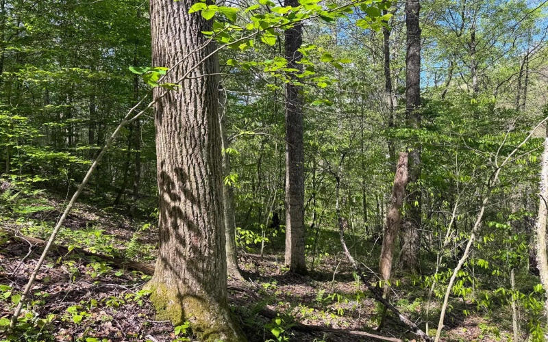 Lot 1 Manion Road, Folsom, West Virginia 26348, ,Lots/land,For Sale,Manion,10164721