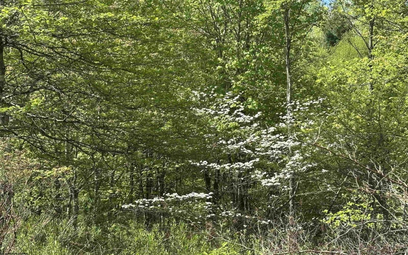Lot 2 Flat Rock Run, Dryfork, West Virginia 26263, ,Lots/land,For Sale,Flat Rock,10164726