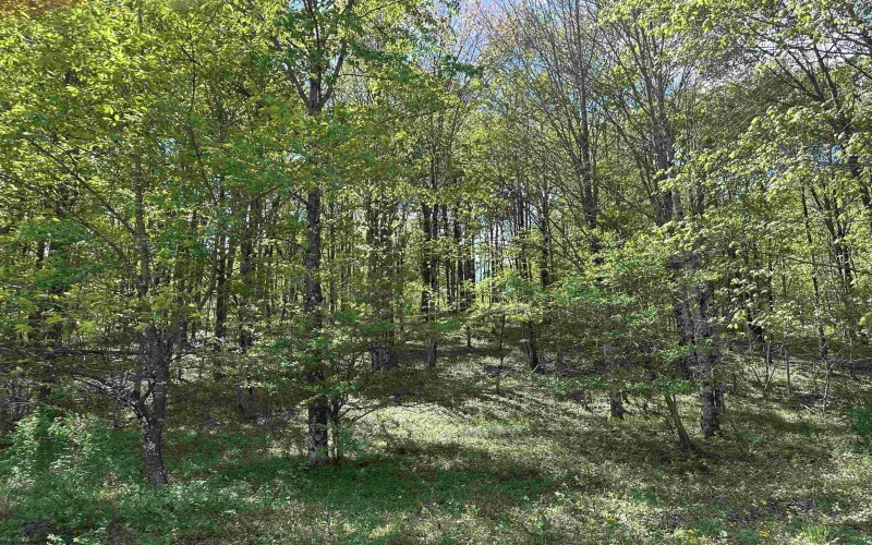 Lot 2 Flat Rock Run, Dryfork, West Virginia 26263, ,Lots/land,For Sale,Flat Rock,10164726