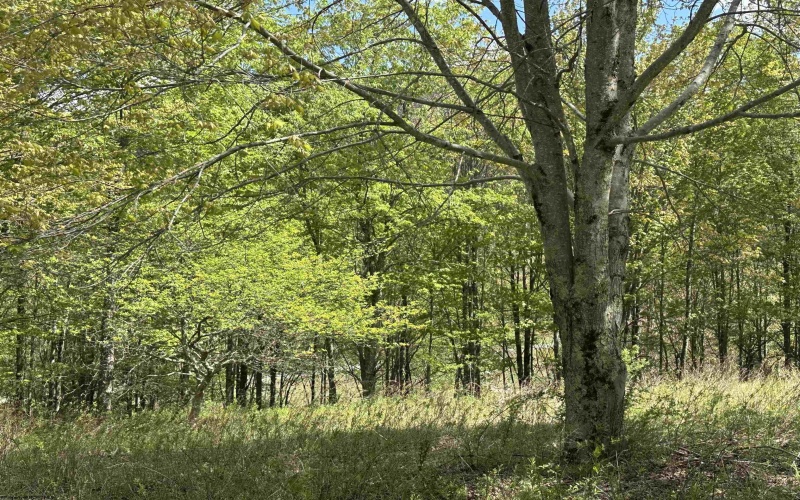 Lot 2 Flat Rock Run, Dryfork, West Virginia 26263, ,Lots/land,For Sale,Flat Rock,10164726