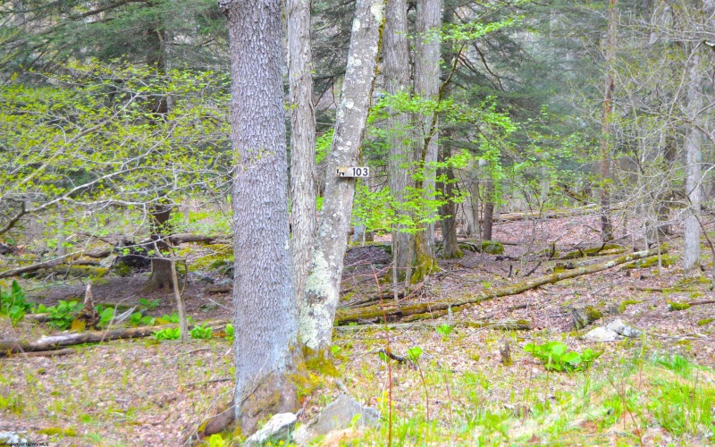 103 - 104 Arbutus Court, Terra Alta, West Virginia 26764, ,Lots/land,For Sale,Arbutus,10164735