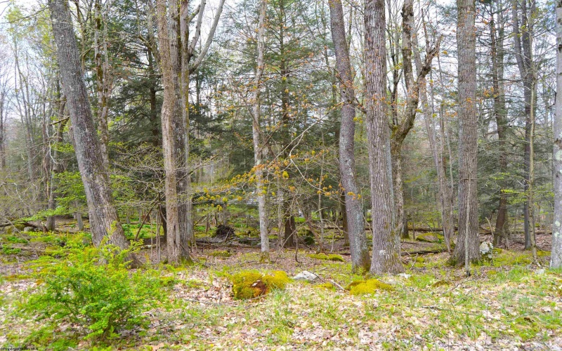 103 - 104 Arbutus Court, Terra Alta, West Virginia 26764, ,Lots/land,For Sale,Arbutus,10164735