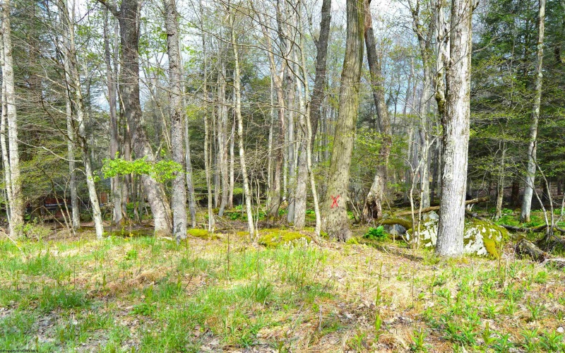 103 - 104 Arbutus Court, Terra Alta, West Virginia 26764, ,Lots/land,For Sale,Arbutus,10164735