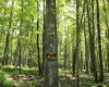 103 - 104 Arbutus Court, Terra Alta, West Virginia 26764, ,Lots/land,For Sale,Arbutus,10164735